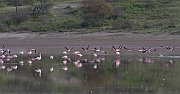 Lesser flamingo (phoeniconaias minor),  Lake Ndutu, Serengeti